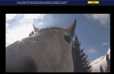 Today FM website and Twitter account have gone berserk with rogue horses