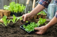Demystifying home-grown food: How to sow indoors