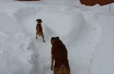 Lazy dog doesn't want to play, tricks puppy into chasing itself around in circles