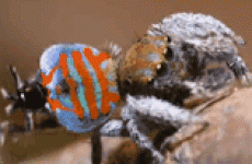 It's time you met the Sparklemuffin spider