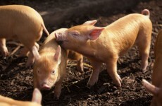 New piglets and lambs and Dublin Zoo just cemented the fact that spring is here