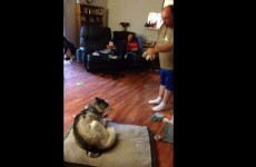 Watch this guy have an actual blazing row with his dog over stolen food