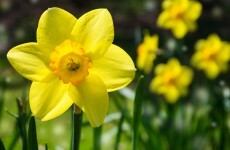 Sunny side up for spring! How to get a pop of colour with daffodils