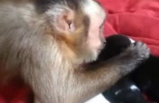 A monkey met some puppies for the first time, and it was absolutely adorable