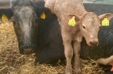 An Irish product that predicts when a cow will give birth is about to make it big time (oh, and it's called Moocall)