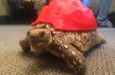This tortoise got a brand new 3D-printed shell after her own one was damaged