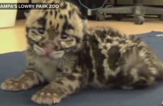 Allow this chatty baby leopard to soothe your Sunday hangover