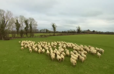 A Carlow farmer is using a drone to herd his sheep