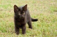 Curious kitten starts house fire, then alerts owners to the blaze