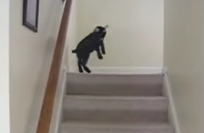Just a baby pygmy goat, trying to figure out how to use stairs