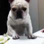 This dog missing out on cake is the most heartbreaking thing you'll see today