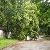 Watch out for fallen trees on the roads this morning