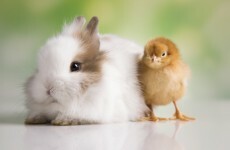 People are still buying rabbits and chicks 'on a whim' at Easter