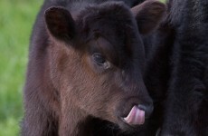 Last year was a seriously good one for some dairy farmers