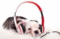 Poll: Do you pay for music?
