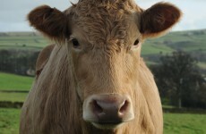 Indian farmers now have to provide mugshots of their cows
