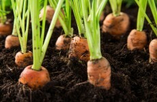 I wince at the phrase “green fingers” – everyone can grow their own food