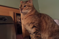 Here is definitive proof that cats are jerks