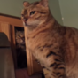 Here is definitive proof that cats are jerks