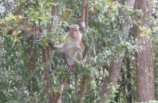 These male monkeys like hanging out with the lads