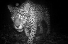 Rare photographs: Animals of the world's most remote jungles