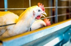 Outbreak of Salmonella at seven Irish poultry farms