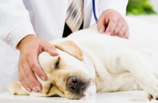 Kerry vet warns locals about possible strychnine poisoning of three dogs