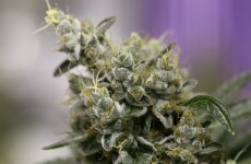 Major cannabis seizure in north Dublin suburb
