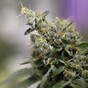 Major cannabis seizure in north Dublin suburb
