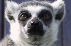 Maude the three-limbed lemur has died, and people are very upset about it