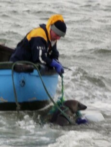 Pics: Lifeboat volunteers rescue 'tired and stressed' seal trapped in fishing gear