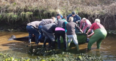 Pictures: Kenmare locals rescue whale trapped two miles inland