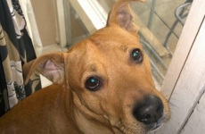 This dog started a house fire by switching on the cooker while jumping to get treats