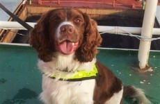 This dog found €240k of cocaine hidden in plane landing at Shannon