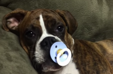 Boxer puppy can't fall asleep without a baby's soother, and it's adorable