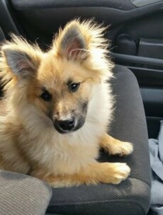 The Gardaí have found another adorable animal ... Do you recognise this puppy?