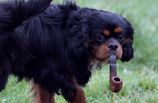 Meet Jasper, the 'pipe-smoking' dog from Galway