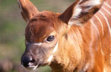 Take a break and look at Dublin Zoo's new baby bongo