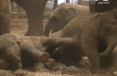 Baby elephants having playtime in Dublin Zoo will fill you with joy