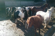 'We are in the midst of a crisis': Sanctuary for 170 horses facing closure