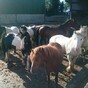 'We are in the midst of a crisis': Sanctuary for 170 horses facing closure