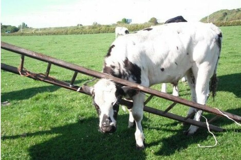 The unfortunate Belgian Blue bullock got himself into a right pickle.