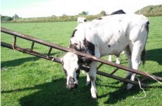 Cow gets head stuck in ladder – needs rescue