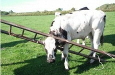 Cow gets head stuck in ladder – needs rescue