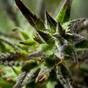 Huge stash of cannabis found in Offaly