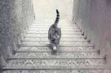 Is this cat going up or down these stairs?