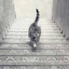 Is this cat going up or down these stairs?