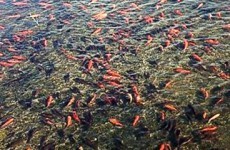 This is what happens when you dump a few goldfish into a lake