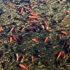 This is what happens when you dump a few goldfish into a lake