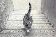 Is this cat going up or down the stairs?